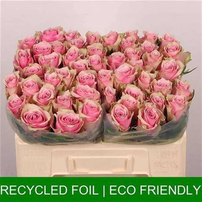 <h4>R Gr Athena Royale</h4>