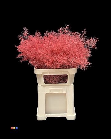Limonium Coral