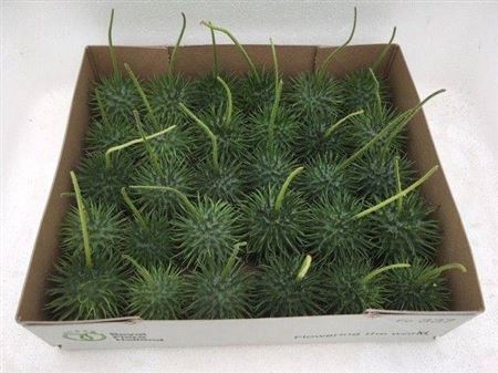 <h4>Sier Cucumis Egel X30 Hol</h4>