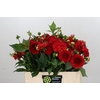 Dahlia Red Cap