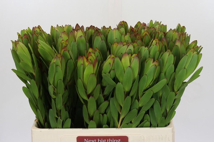 <h4>Leucadendron Goldstrike</h4>