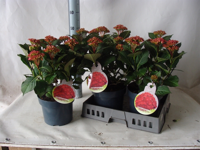 <h4>Hydrangea mac.   ...</h4>