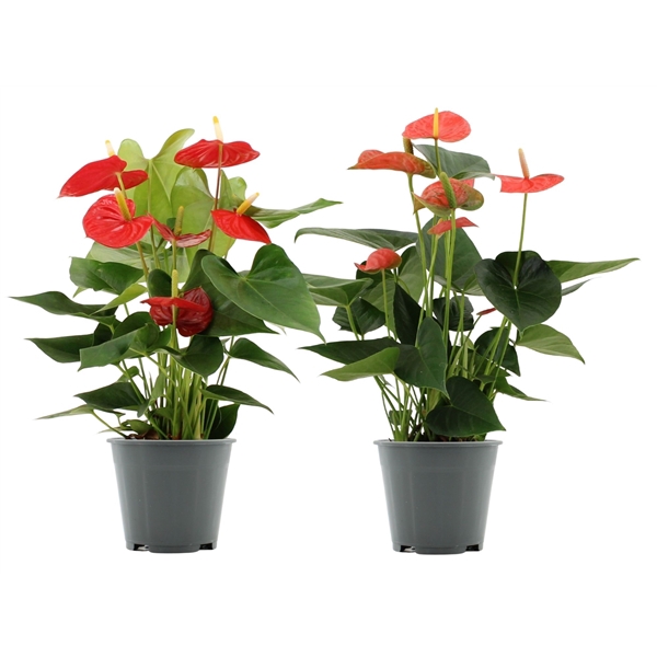 <h4>Anthurium red & orange mix in Toekan sleeve</h4>