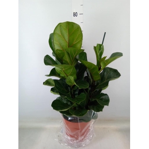 Ficus lyrata 'Bambino'