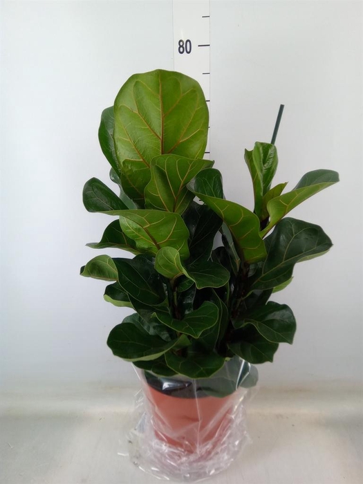<h4>Ficus lyrata 'Bambino'</h4>