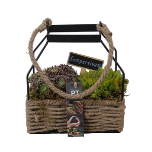 PTS2705 Arrangement Sempervivum in touwmand met metaal