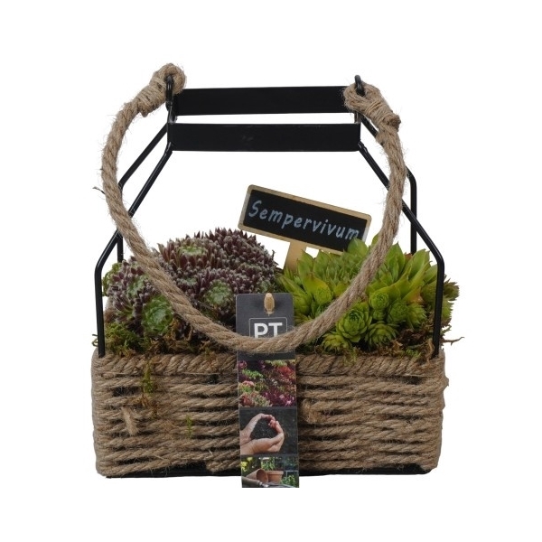 <h4>PTS2705 Arrangement Sempervivum in touwmand met metaal</h4>