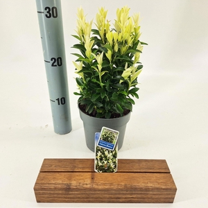 Euonymus jap. Paloma Blanca ('Lankveld03'PBR)