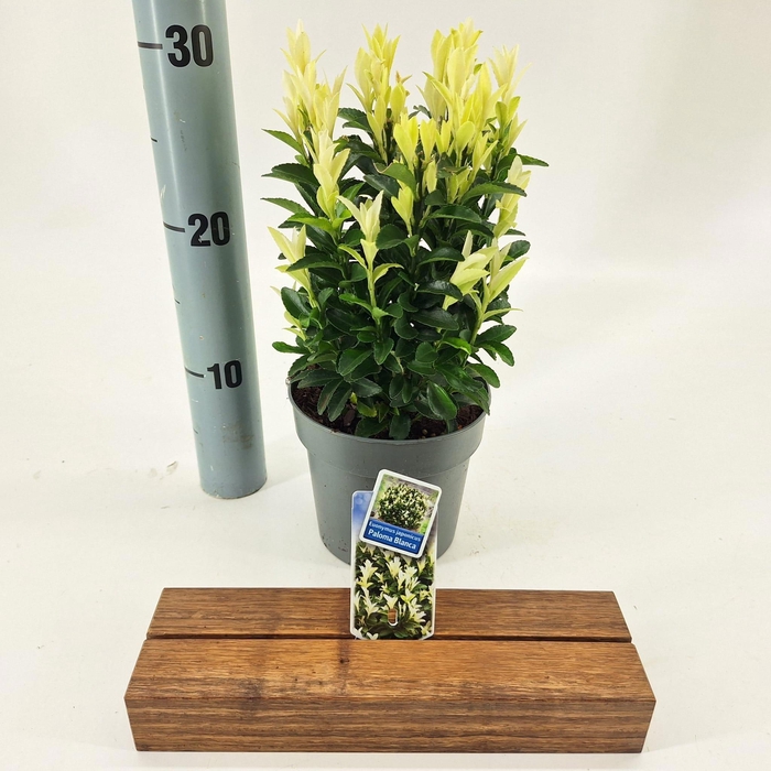 <h4>Euonymus jap. Paloma Blanca ('Lankveld03'PBR)</h4>