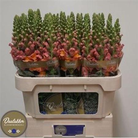 <h4>Antir Poto D Orange</h4>