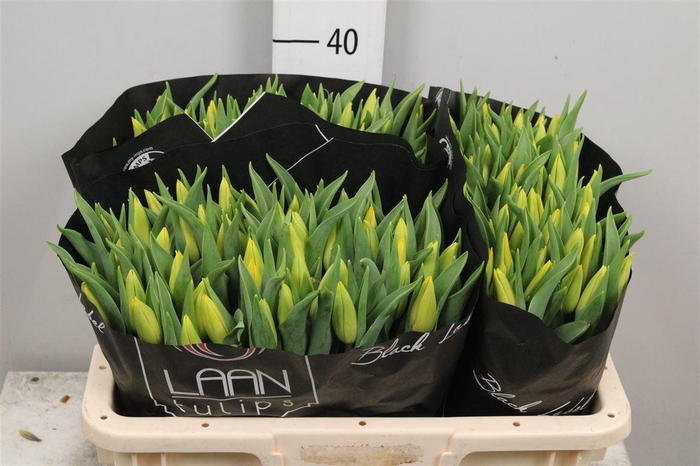 <h4>Tu En Strong Gold</h4>