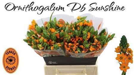 <h4>Ornit Db Sunshine</h4>