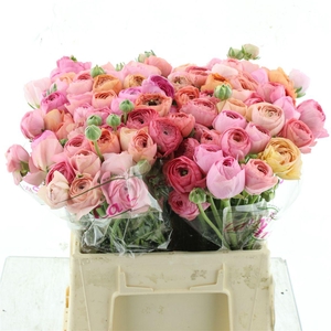 Ran Su Sr Flamingo Pink 1a