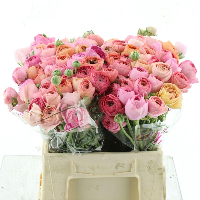 <h4>Ran Su Sr Flamingo Pink 1a</h4>