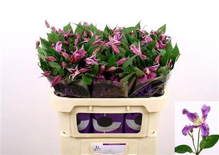 <h4>CLEM AMAZING ROME</h4>