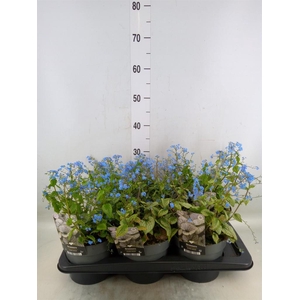 Brunnera macrophylla   ...