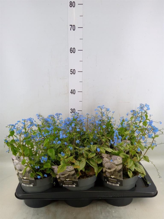 <h4>Brunnera macrophylla   ...</h4>
