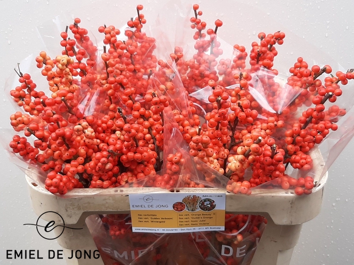 <h4>ILEX VE OUDIJ ORANGE</h4>