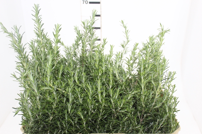 <h4>FOLH. ALECRIM 060 CM</h4>
