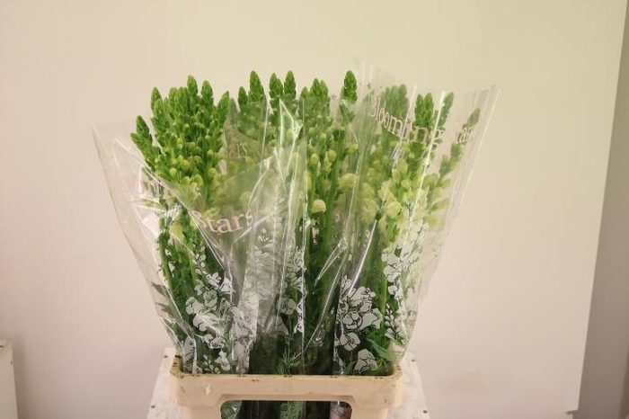 <h4>ANTIR POTO WHITE</h4>