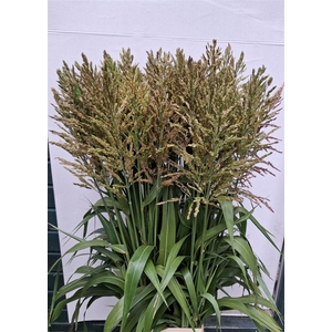 Sorghum Bicolor