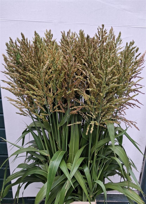 <h4>Sorghum Bicolor</h4>