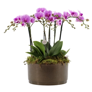 Flower Symphony | 3 x 2 tak FS roze in Sarah Bowl