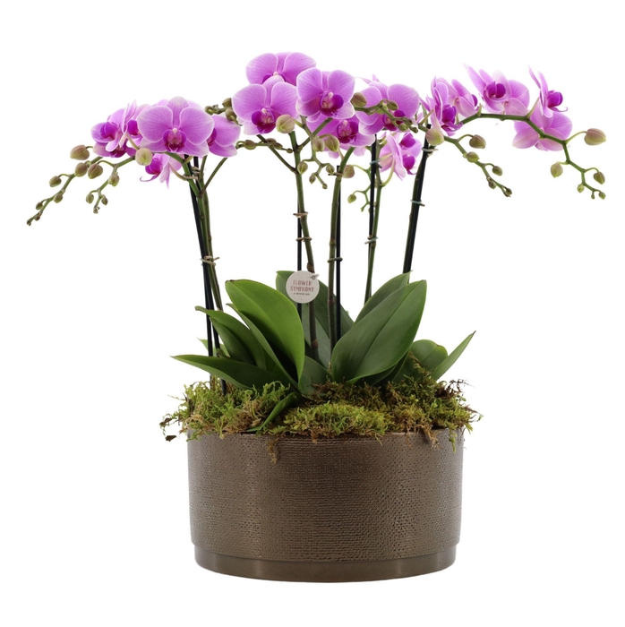 <h4>Flower Symphony | 3 x 2 tak FS roze in Sarah Bowl</h4>