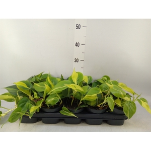 Philodendron scand. 'Brasil'