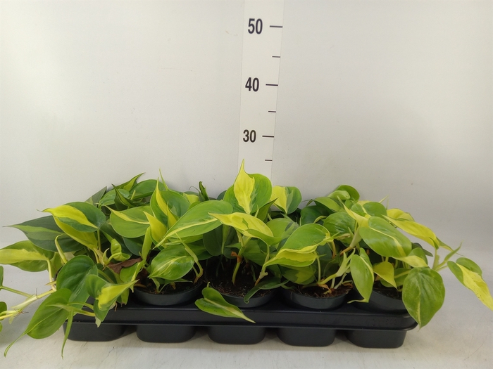<h4>Philodendron scand. 'Brasil'</h4>