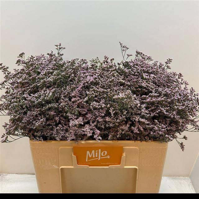 <h4>LIM SAF OSHI PINK</h4>