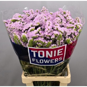 LIM S SERA SUN BIRDS