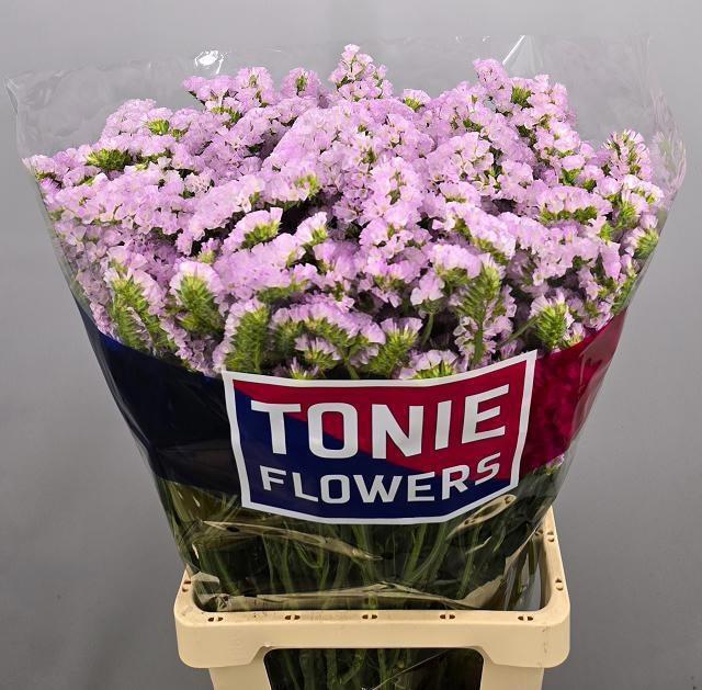 <h4>LIM S SERA SUN BIRDS</h4>