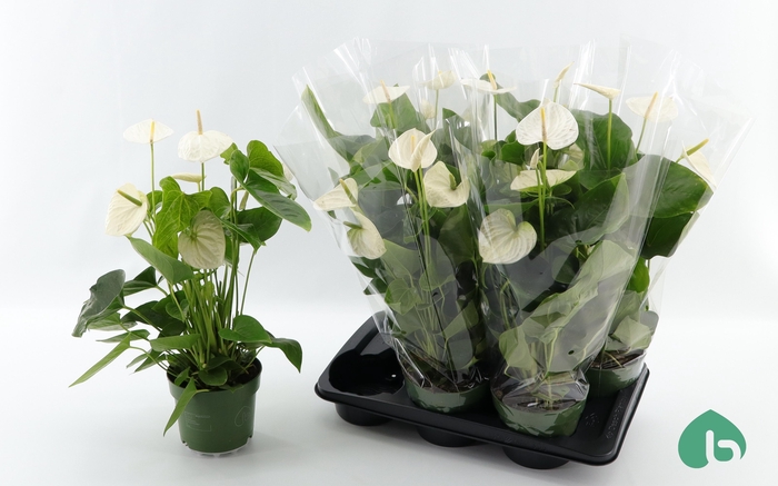 <h4>ANTHU AN ALASKA</h4>