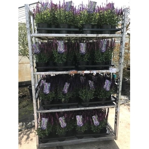 SALVIA NEMOROSA