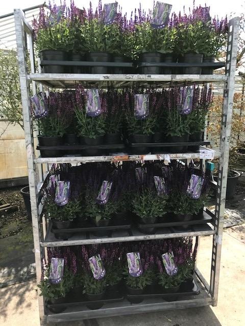 SALVIA NEMOROSA