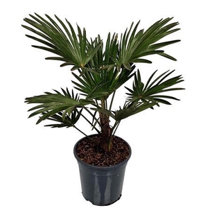 Trachycarpus Wagnerianus Nederlandse Teelt