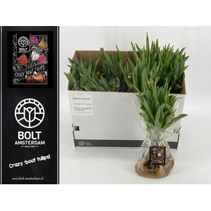 TULIPA EN YELLOW BAG x12