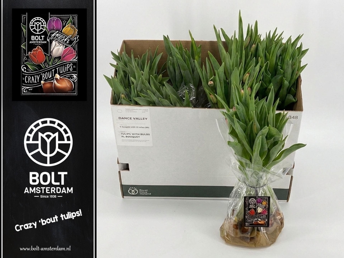 <h4>TULIPA EN YELLOW BAG x12</h4>