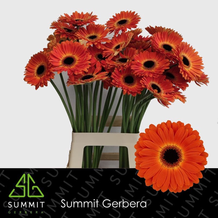 <h4>Gerbera Medina Lang Gelijk 56cm Water x40</h4>