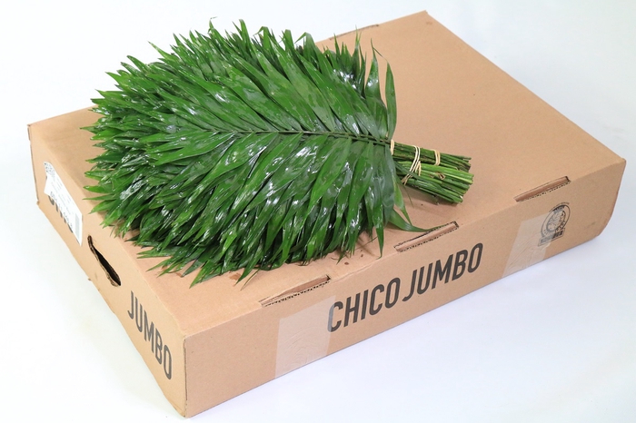 Chico Jumbo Box