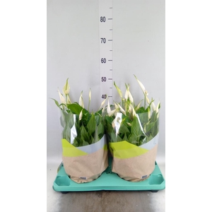SPATHIPHYLLUM  'BELLINI' SCHAAL