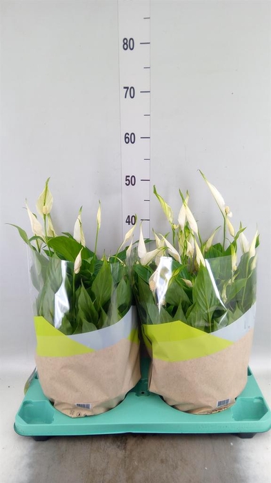 <h4>Spathiphyllum  'Bellini'</h4>