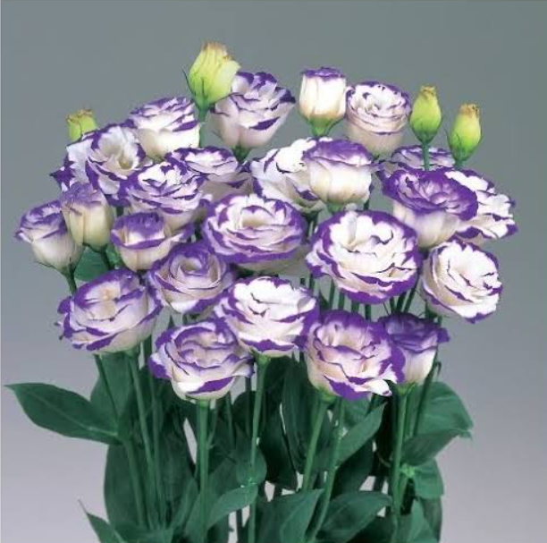 <h4>EUSTOMA RUSS. DU 'ROSITA VIOLET'</h4>