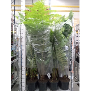 Cyathea cooperi