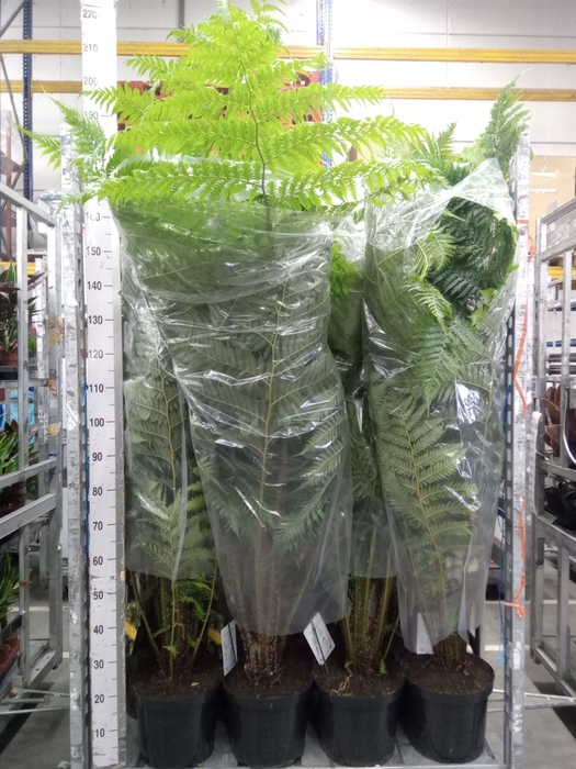 <h4>Cyathea cooperi</h4>