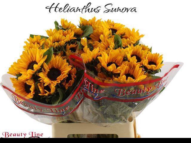<h4>HELI SUNOVA</h4>