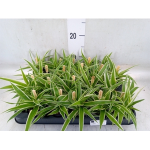 Chlorophytum com. 'Ocean'