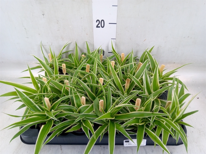 <h4>Chlorophytum com. 'Ocean'</h4>