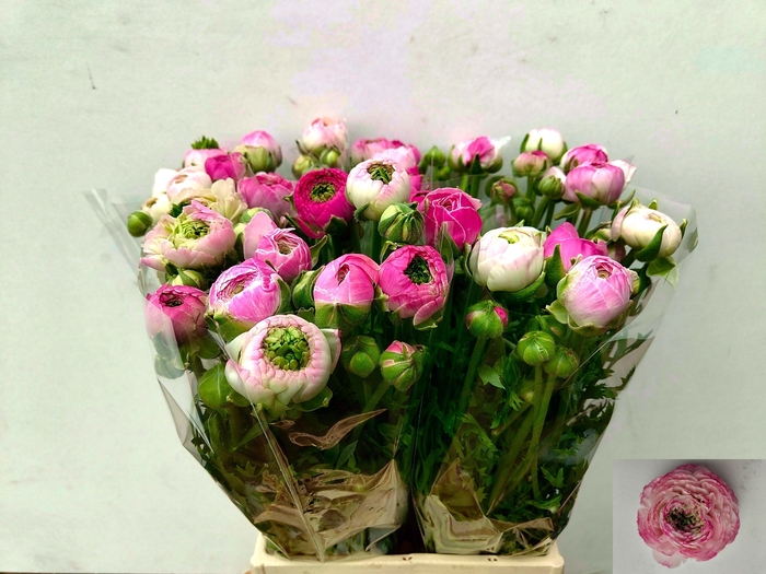 <h4>RAN PORCELAINE</h4>